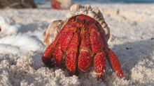 Twelve Species Best Left Out of Nature