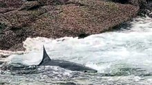 Un requin pris au piège par la marée à Ploumanac'h