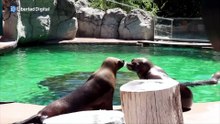 Así se refrescan pandas, tigres e hipopótamos en el Zoo de Madrid