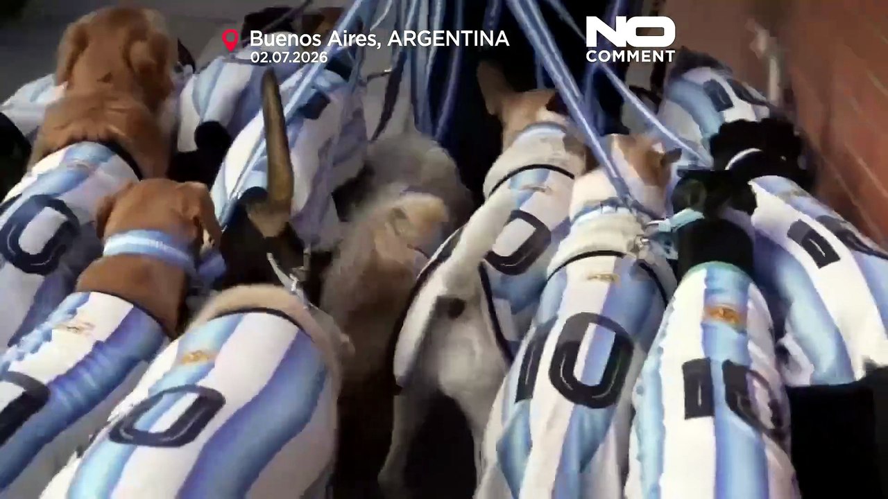 Buenos Aires'te Dünya Kupası coşkusu: Köpekler Arjantin forması giydi