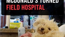 From burgers to bandages: Doctors turn La Guaira McDonald's into medical center for quake survivors