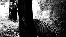 Shocking Standoff: Massive Wild Tiger Stops Traffic To Cross Road Before Face-off In Forest