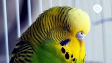 Budgie Dream