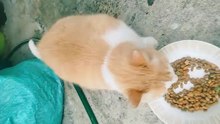 cat surprise at this day =)