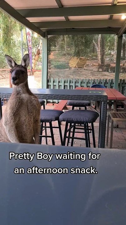 Australian kangaroo