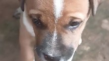 Cute Dog Funny Video