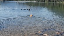 Adorable Golden Retriever gets chased out of water by a mama duck protecting her babies