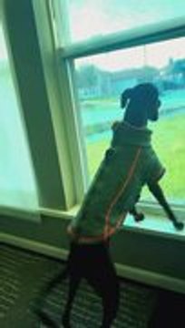 Excited Italian Greyhound Has Emotional Meltdown Over Kids Playing Basketball