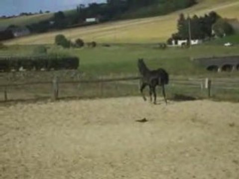 Philou fait caca sur le caca des autres mdr