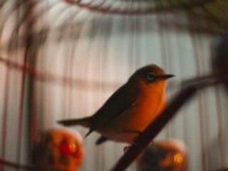 BIB (Born In Black) - Ghetto Bird - Da Roof Remix