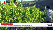 Canicule en Sicile : le travail agricole bouleversé par la chaleur