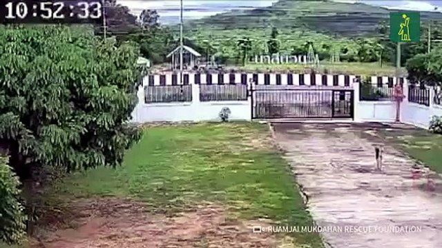 Mueren diez monjes tailandeses embestidos por camioneta conducida por un niño