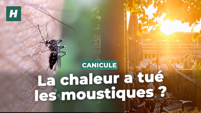 Ils sont les grand absents de ce début d'été et on se demande pourquoi : les moustiques