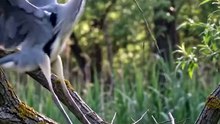 #Wildlife #NaturePhotography #Heron #WildlifeAction #NatureIsMetal #Survival