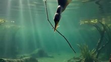 #Wildlife #NaturePhotography #Heron #WildlifeAction #NatureIsMetal #Survival