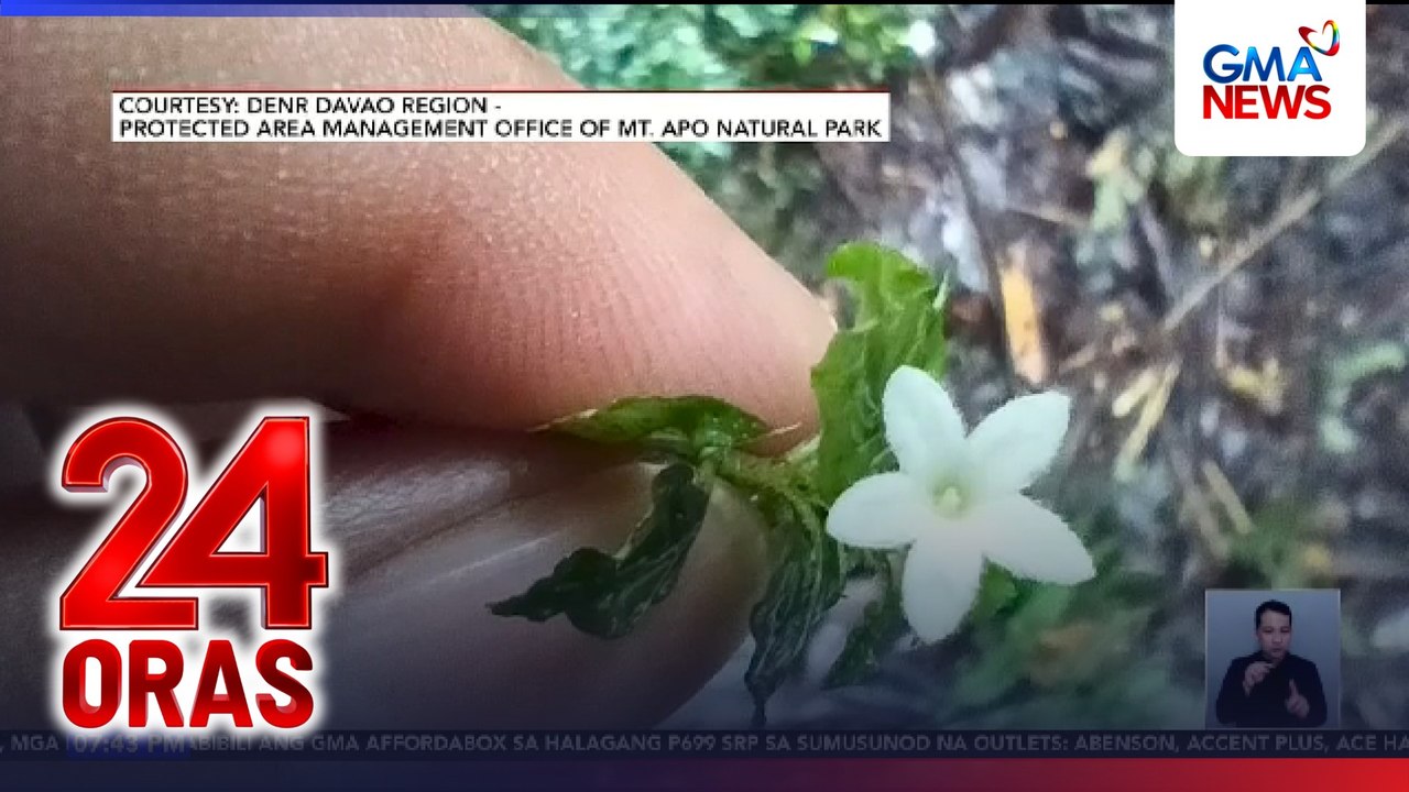 Pambihirang halaman na 'ophiorrhiza biflora,' muling nakita sa Mt. Apo Natural Park sa Mindanao | 24 Oras