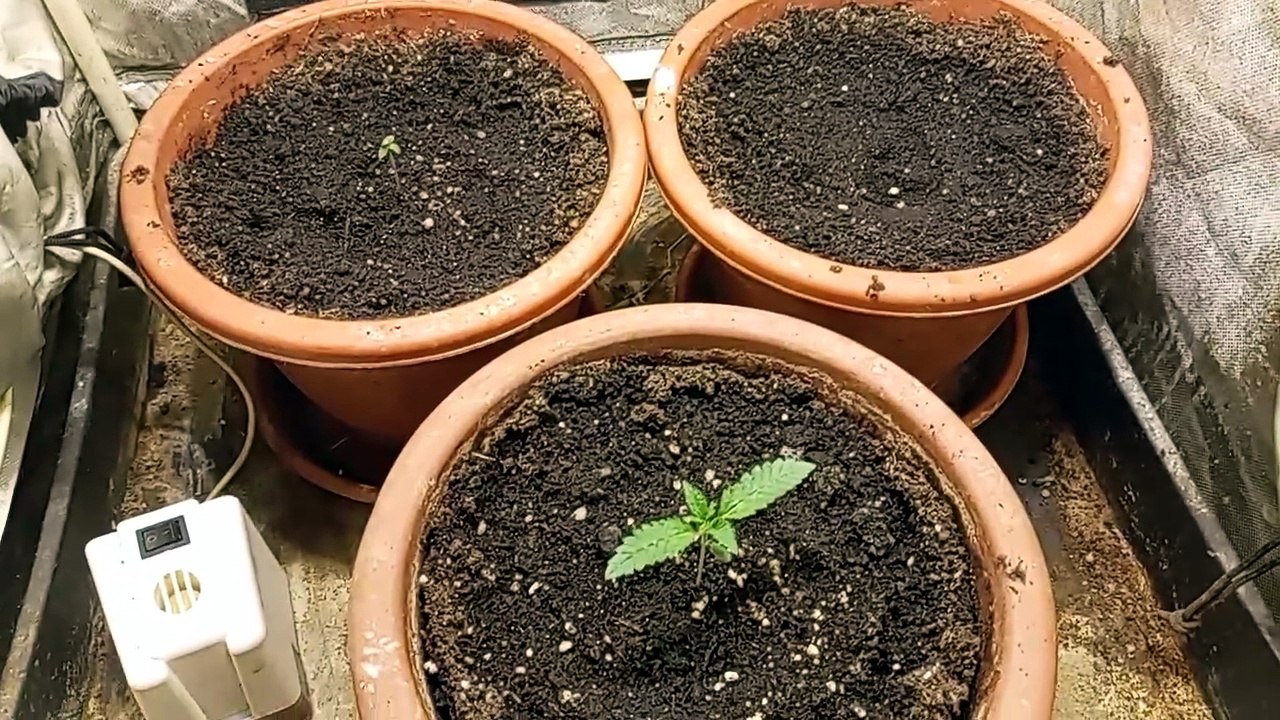 Germinó otra regular!!