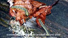 Comment j'ai trouvé un produit bio  contre la Pyrale de buis