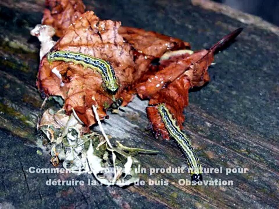 Comment j'ai trouvé un produit bio  contre la Pyrale de buis