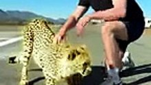 Cheetah