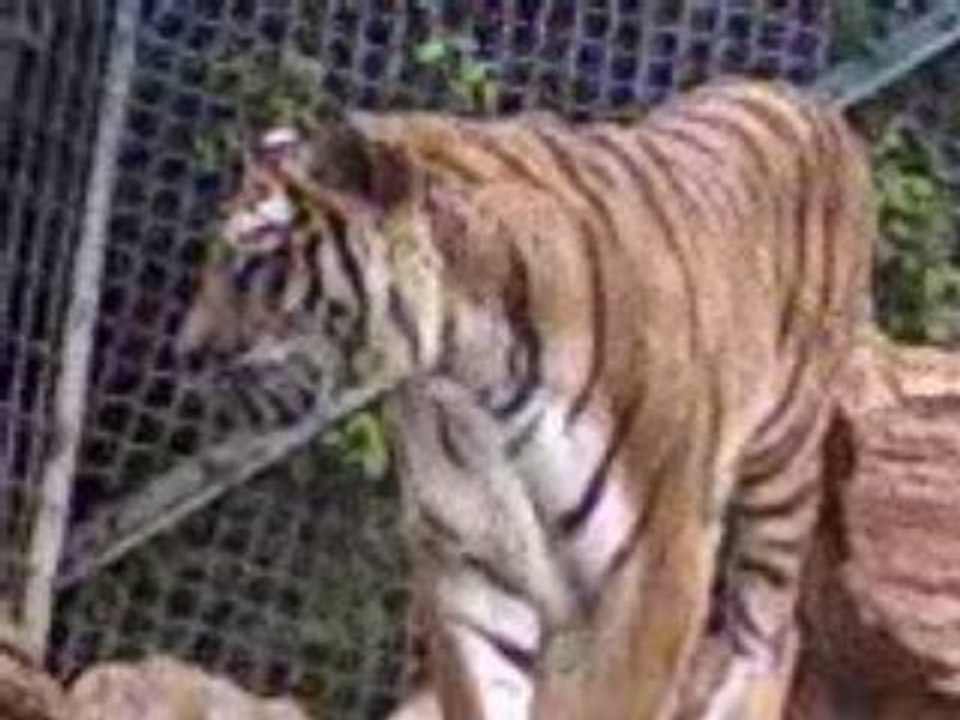 Tigre