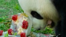 Spain heatwave: Madrid Zoo treats animals to frozen treats