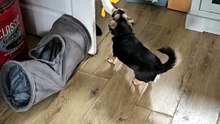 Jackawawa and Labrador engage in a playful tug-of-war over a new toy
