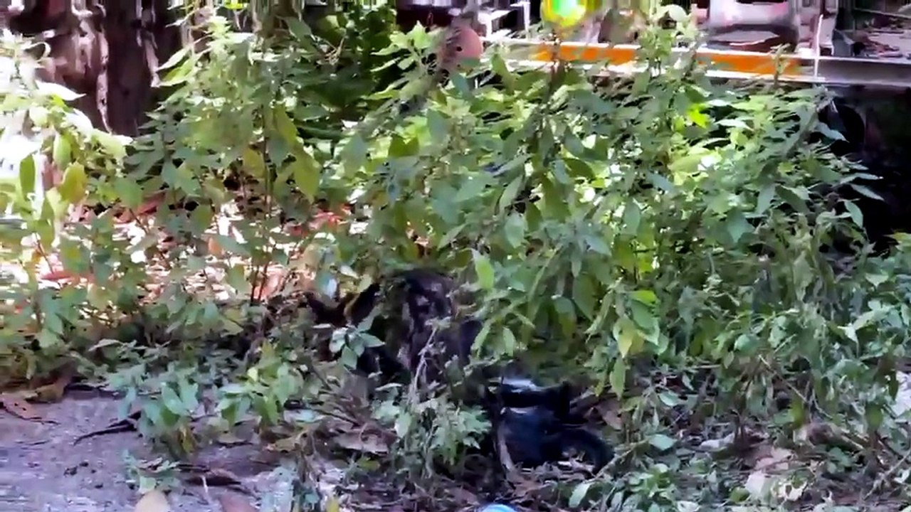 İzmit'in göbeğinde 'kaşındıran' ihmal! Terk edilmiş evin çöpü mahalleyi rehin aldı: 1 yıldır fare ve pire istilasına çözüm yok!