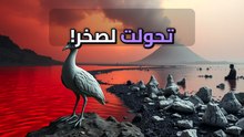 هل فعلاً فيه بحيرة في أفريقيا بتحول أي كائن يلمسها لتمثال حجر؟