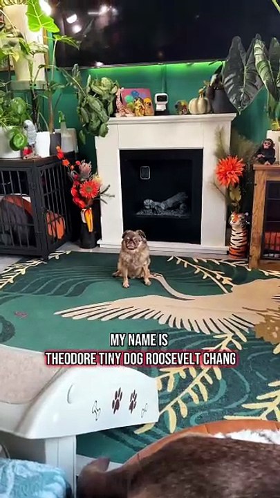 Another King Chilli dispatch