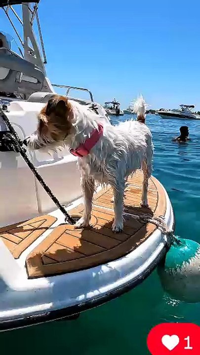 Little Confuse Like Me #dog #kingdomofawais