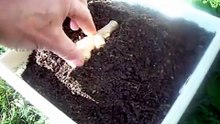 Méthode pour réussir à planter et récolter son gingembre