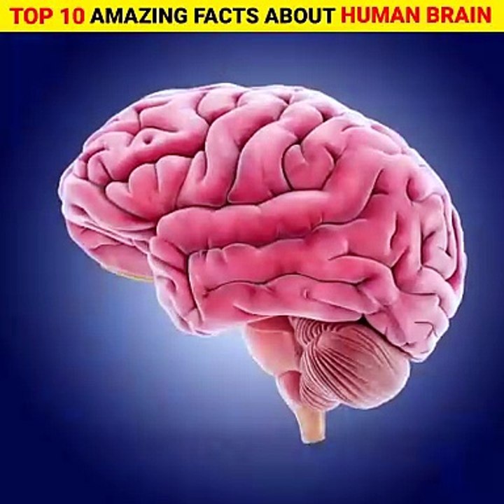 Top 10 amazing and intresting facts about human brain 🧠 _ in hindi #fact #shorts