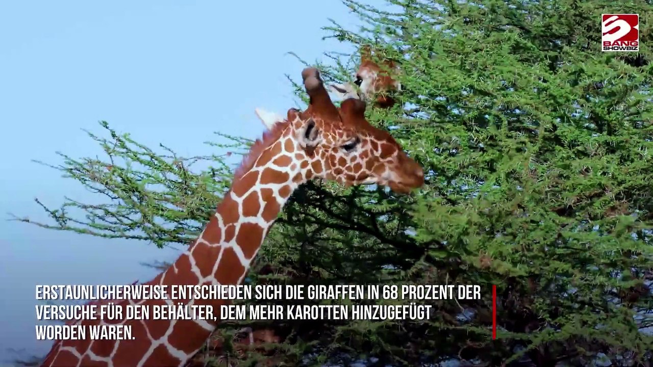 Neue Studie zeigt: Giraffen beherrschen grundlegende Mathematik