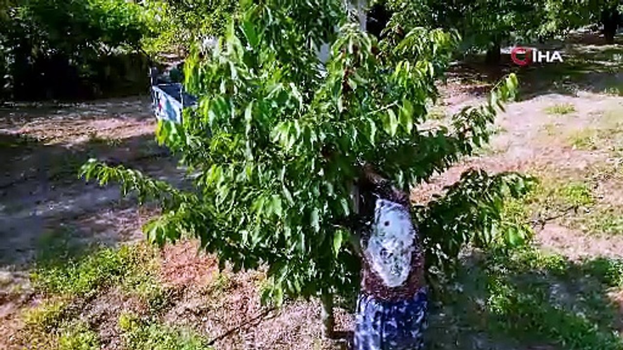 İhracatlık kirazda hasat dönemi başladı