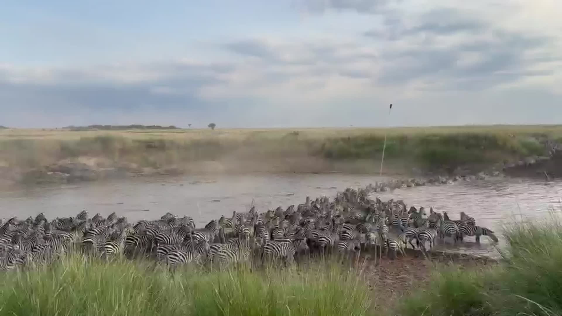 ⁣Hundreds of Zebras Brave Mara River Crossing During Migration