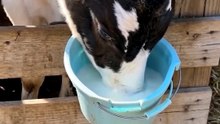 This Calf Loved Milk a Little TOO Much 😂🐄🥛