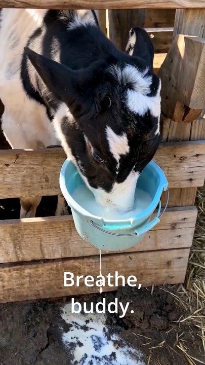 This Calf Loved Milk a Little TOO Much 😂🐄🥛