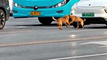 These Dogs Caused a Traffic Jam… Then Everyone Realized Why 🥺