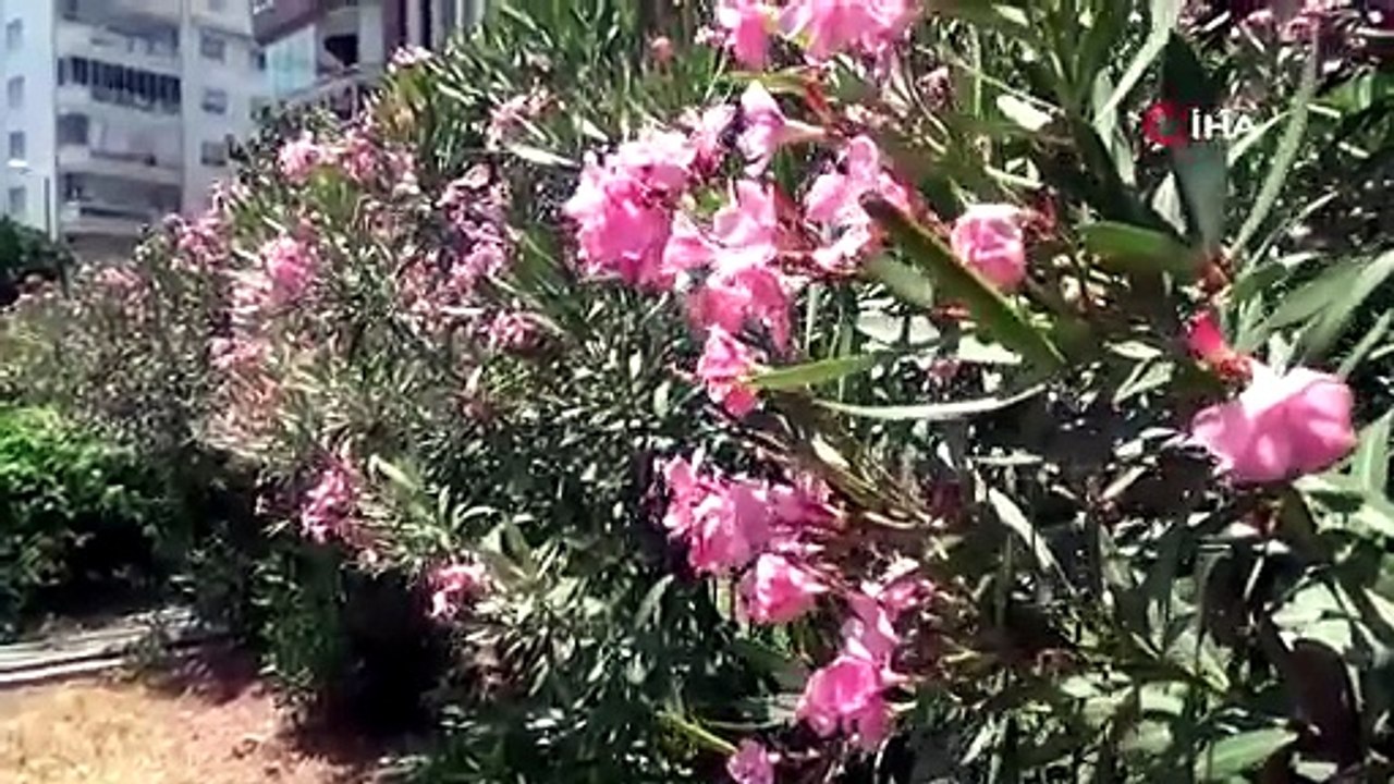 Tadını merak ettiği zakkumun çiçeğini yedi, komalık oldu