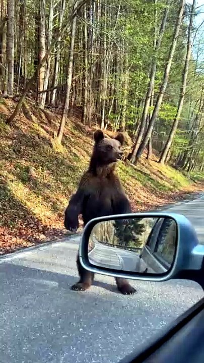 Bear Stares at Us While We Wait in the Car