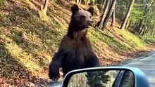 Bear Stares at Us While We Wait in the Car