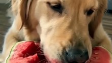 One watermelon. Two Goldens. Pure happiness 🍉🐕🐕