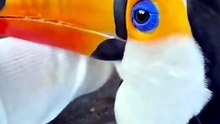 This Toucan's Reaction to a Butterfly Was Priceless 🦋🦜❤️