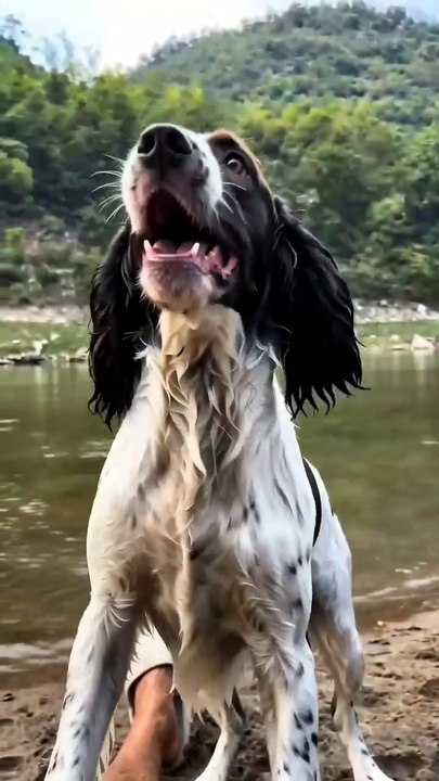 He Threw a Slipper... What the Dog Brought Back Was Unbelievable 😱🐶