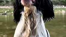 He Threw a Slipper... What the Dog Brought Back Was Unbelievable 😱🐶