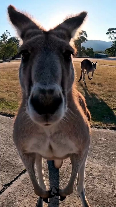 I Landed in Kangaroo Territory... BIG Mistake 🦘😱