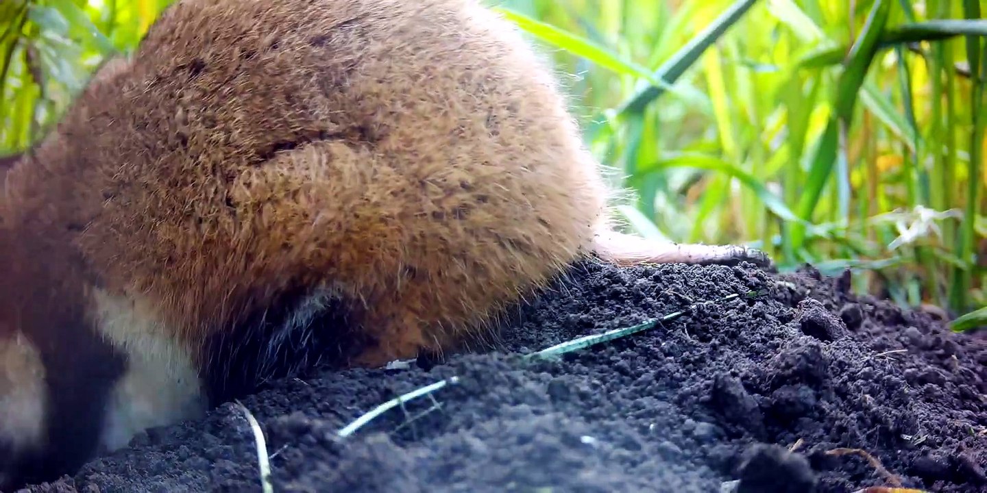 The Last Common Hamsters (2025)