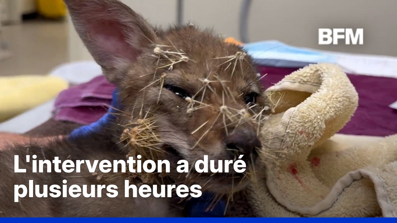 Un jeune coyote secouru après s'être enfoncé des centaines d'épines de cactus