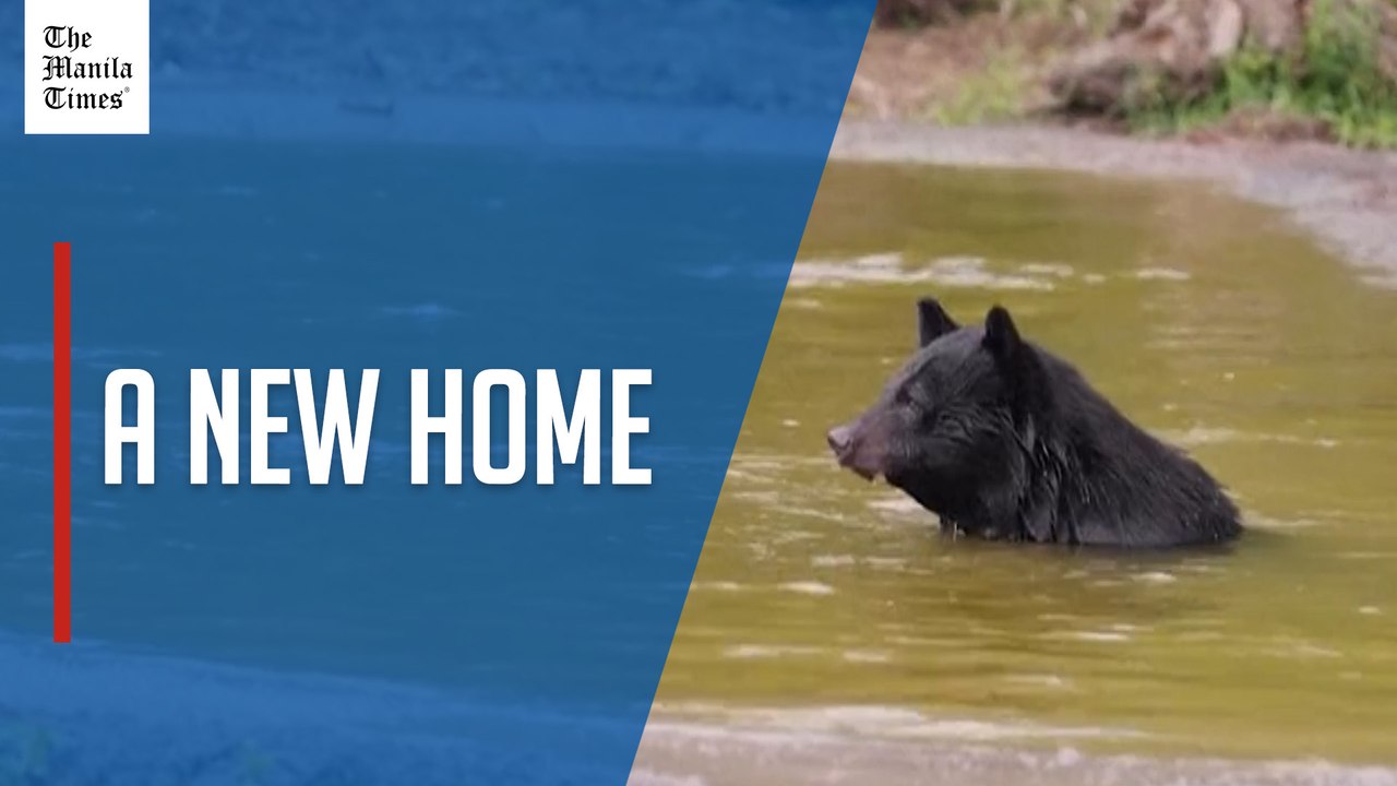 Rescued Korean bile bears begin new life in Denmark